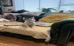 Devon Rex cats for sale: Fantastic quality GCCF boy  - Image 8