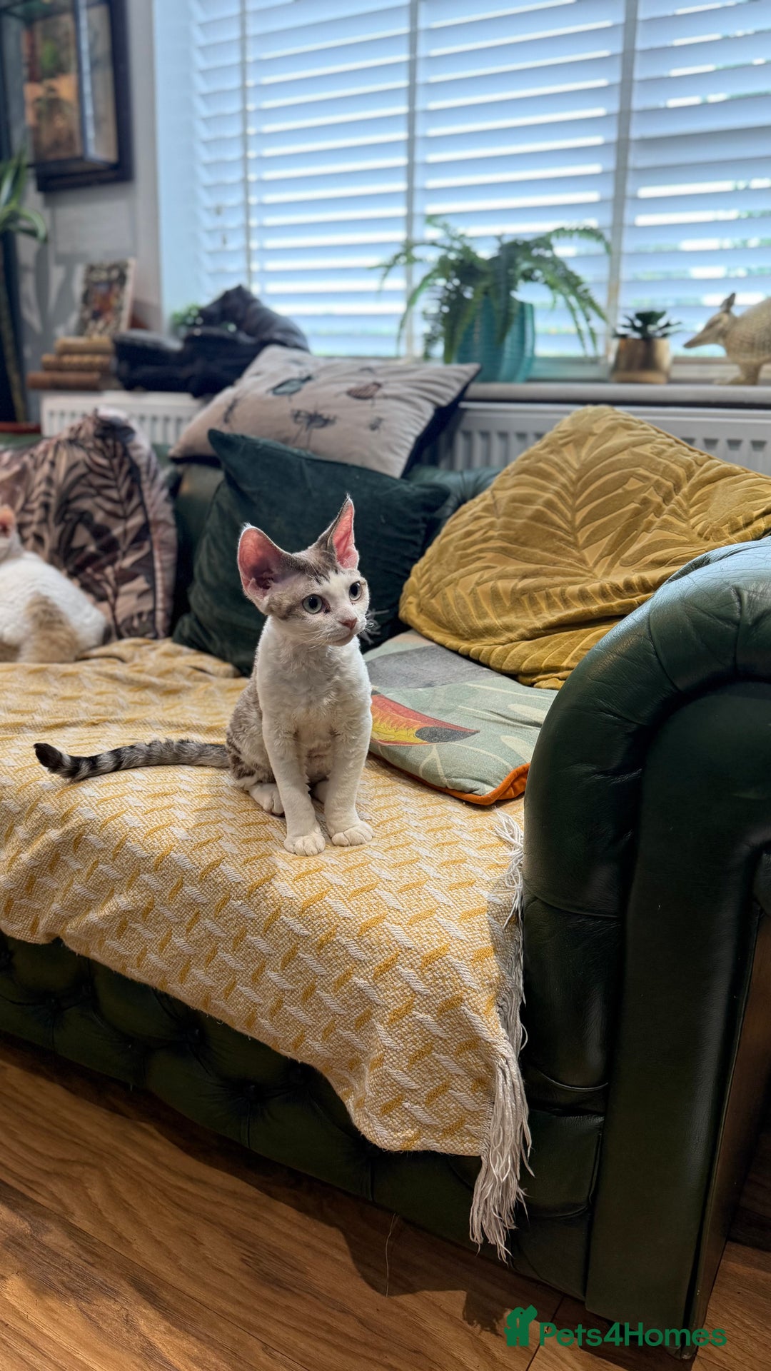 Devon Rex cats for sale: Fantastic quality GCCF boy  - Image 8