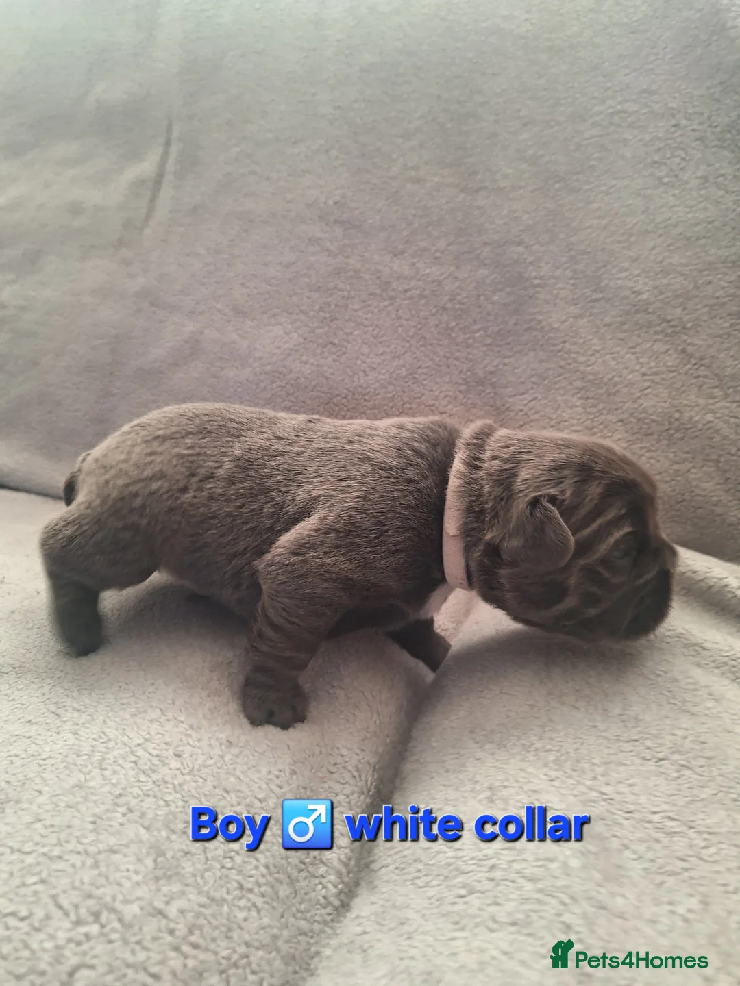 French Bulldog dogs for sale: Fluffy French Bulldog Puppies - Advert 9