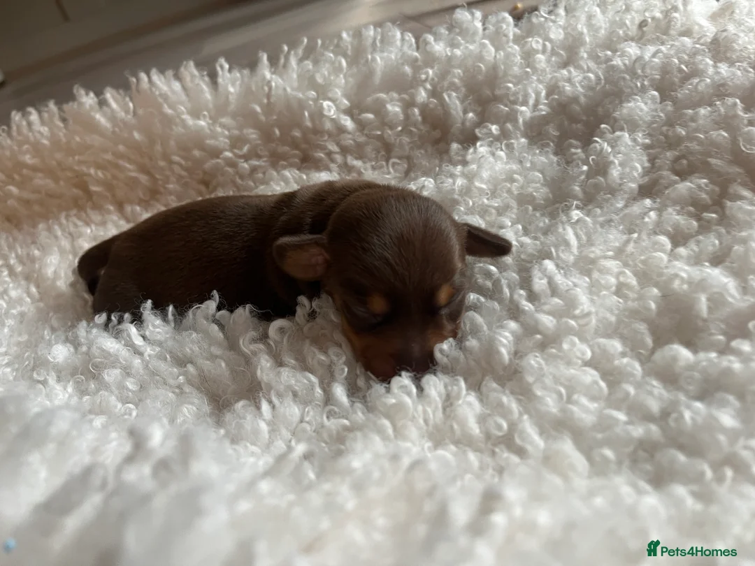Miniature Dachshund dogs for sale: Miniature dachshunds for sale  - Advert 28