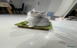 British Shorthair cats for sale: Fabulous colours playful healthy BSH kittens, rare - Image 37