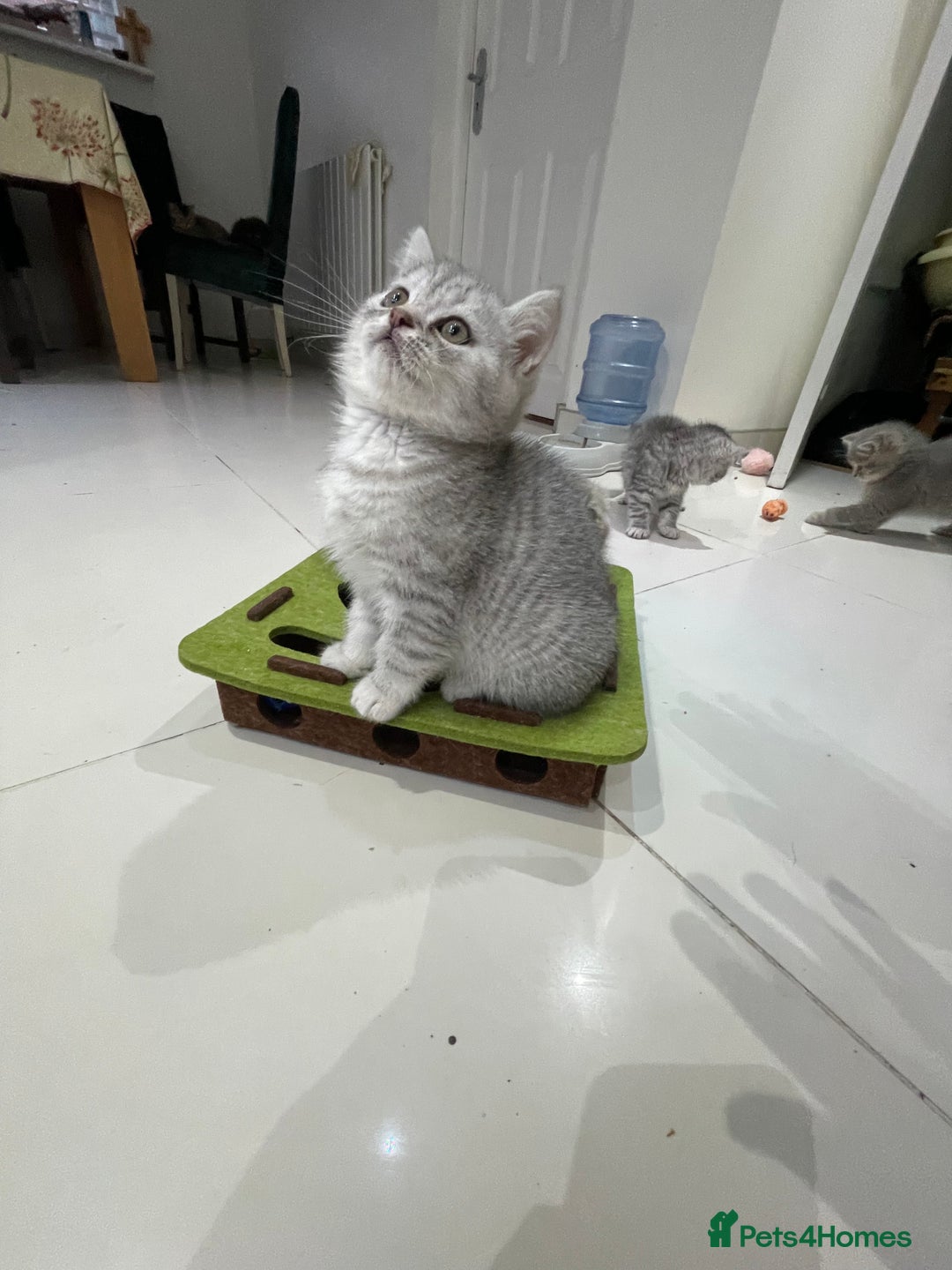 British Shorthair cats for sale: Fabulous colours playful healthy BSH kittens, rare - Image 37