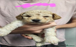 Cockapoo dogs for sale: Cockerpoo puppies for sale  - Image 5