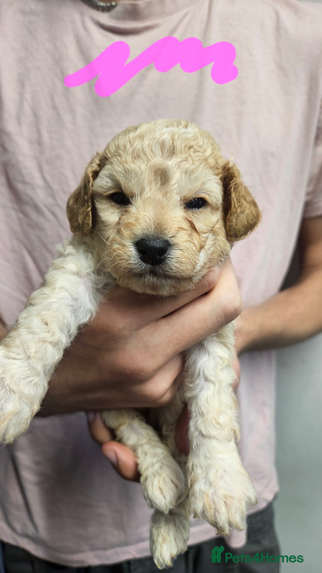 Cockapoo dogs for sale: Cockerpoo puppies for sale  - Image 5