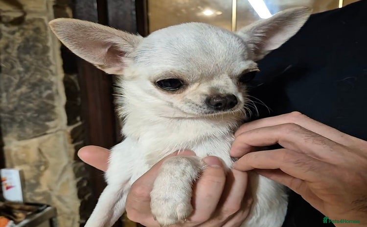 Chihuahua dogs - Advert 1