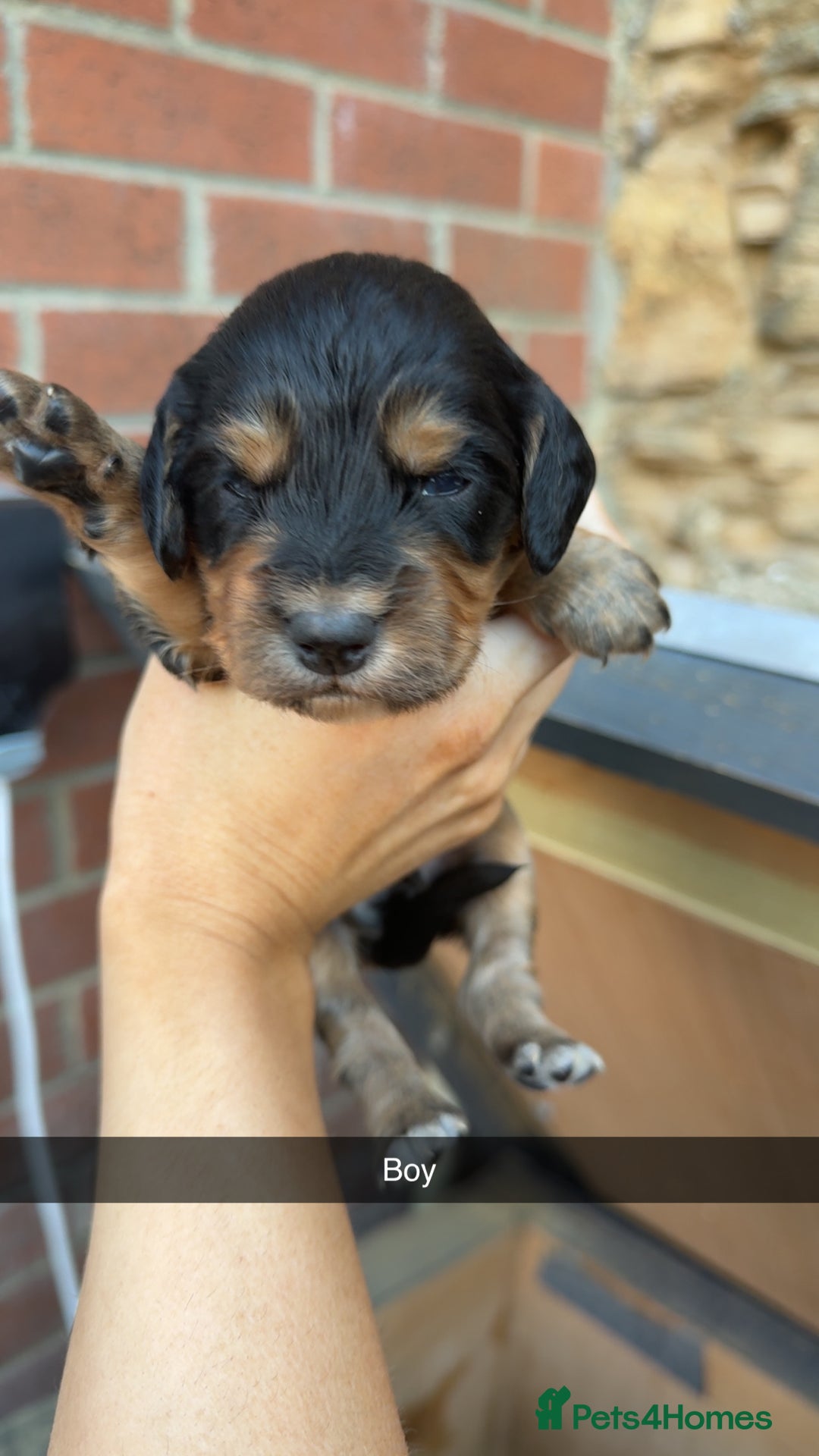 Cockapoo dogs for sale: Beautiful litter of cockapoos  - Image 7
