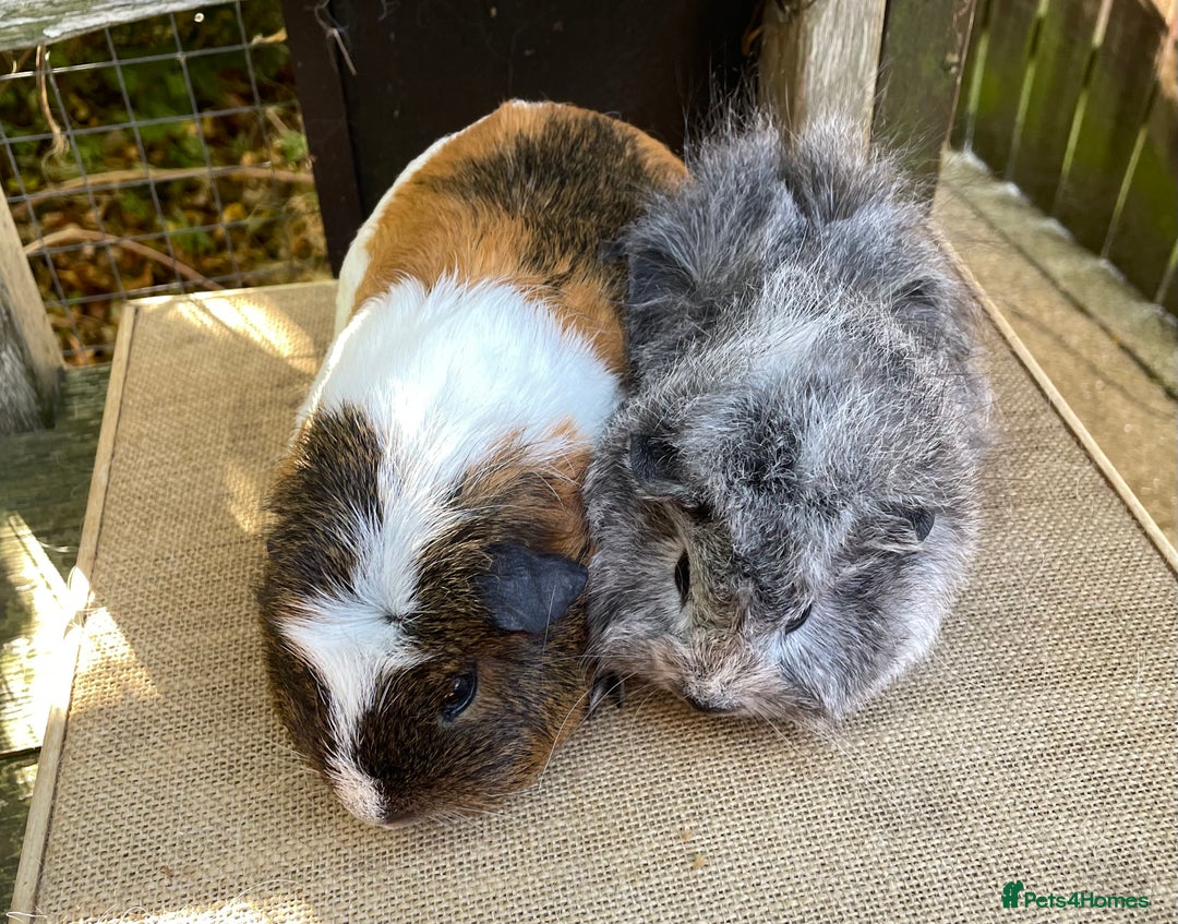 Guinea Pig rodents for sale: Two sows and two boars  - Image 3