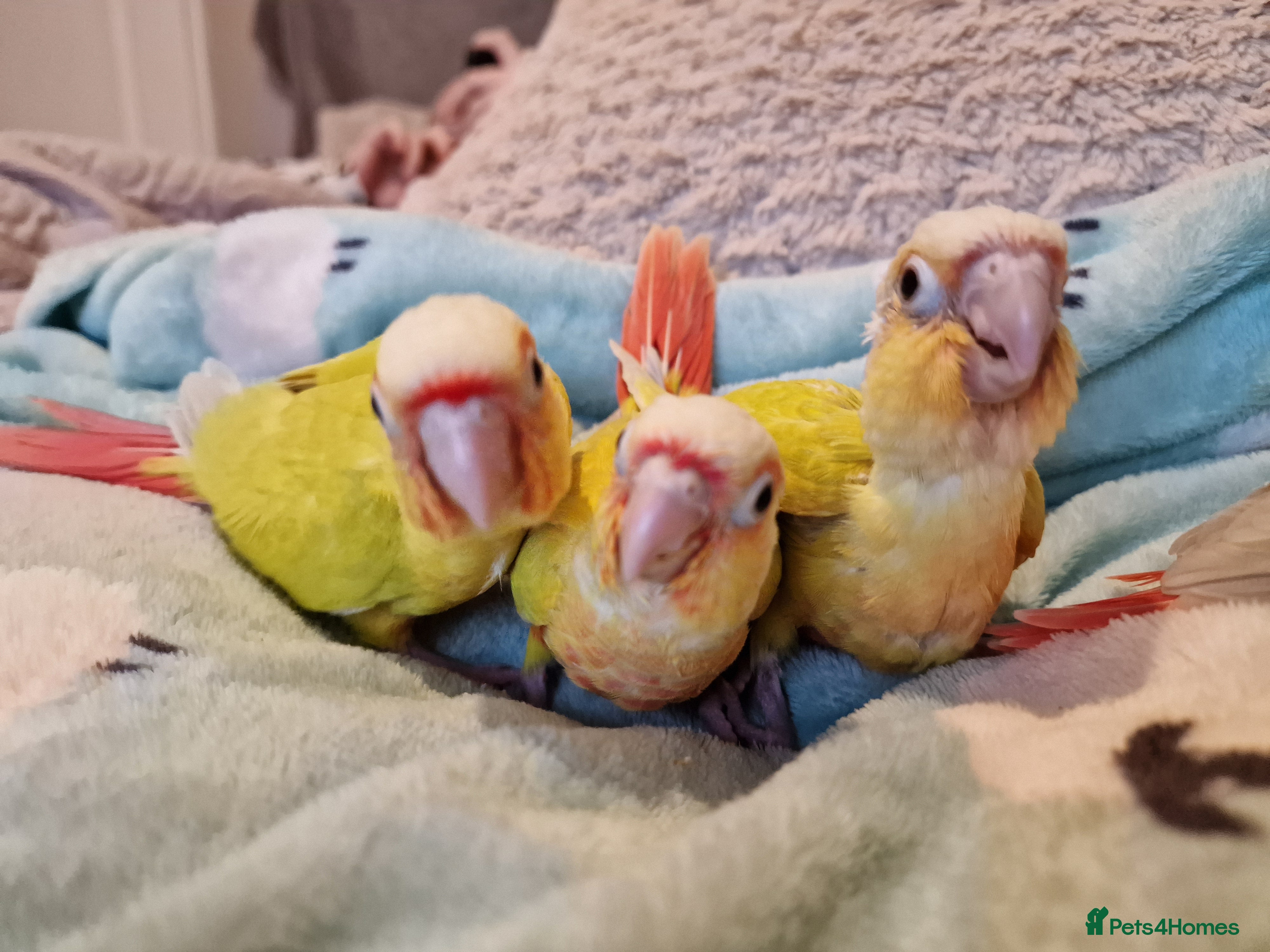 Conures birds Beautiful fully hand reared conure baby's  - Advert 15