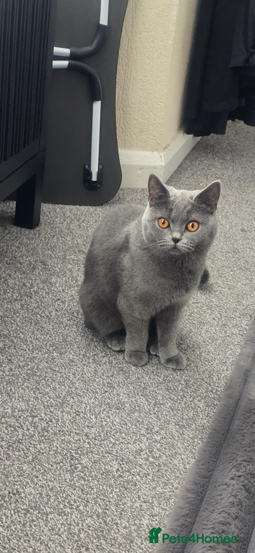 British Shorthair cats for sale: Zoya 15 month old British shorthair  - Advert 1