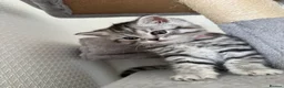British Shorthair cats for sale: 🐾 FOR SALE: 5 British Shorthair Bosses 🐾 - Advert 9