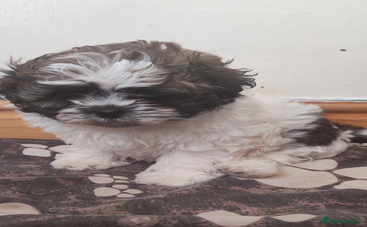 Shih Tzu dogs - Advert 13