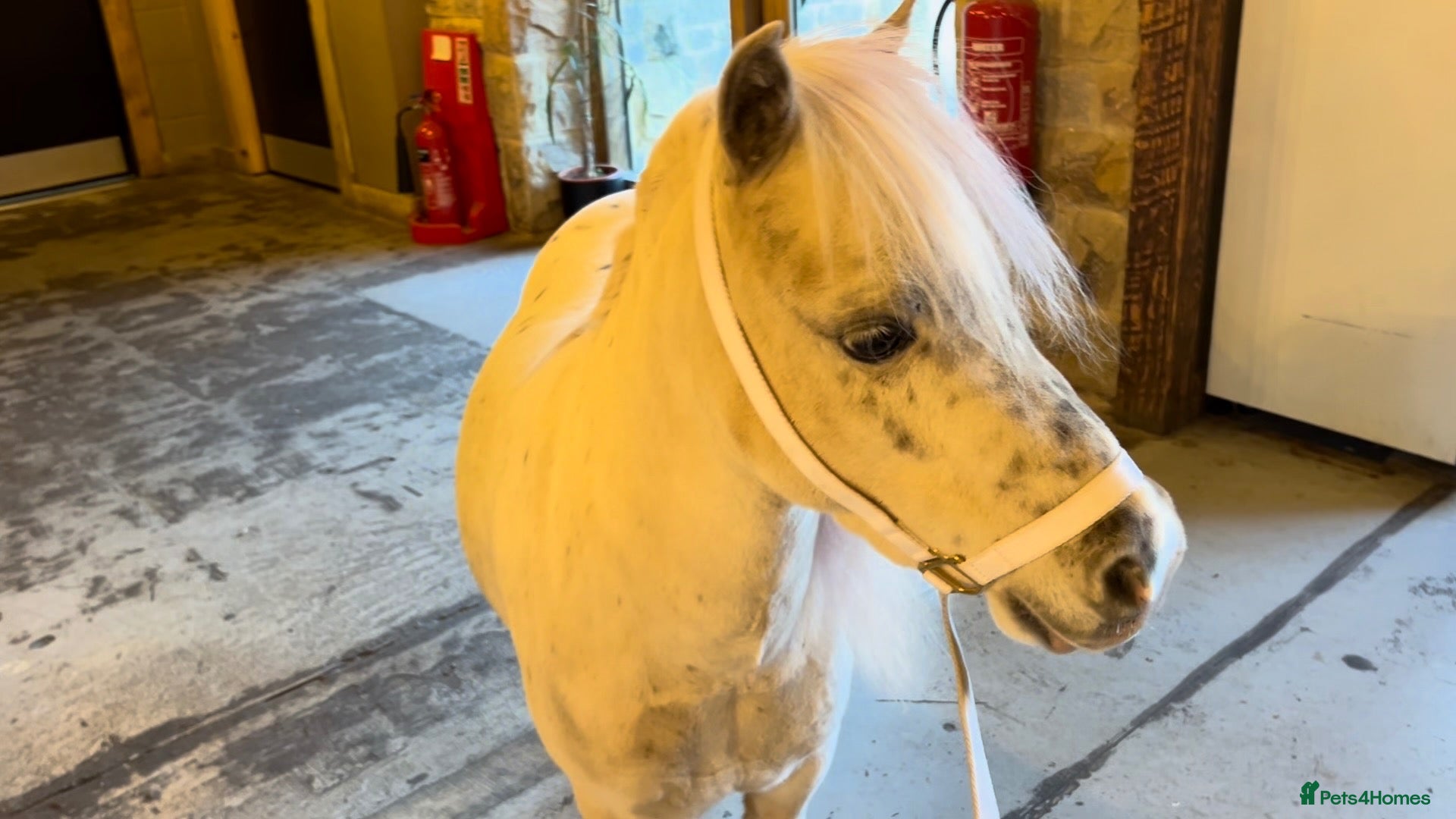 Miniature horses for sale: American Miniature Horse 5 Yrs Gelding - Advert 16