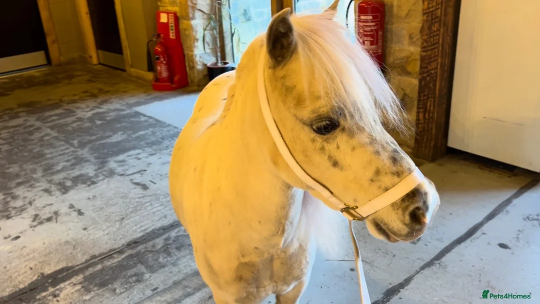Miniature horses for sale: American Miniature Horse 5 Yrs Gelding - Advert 1