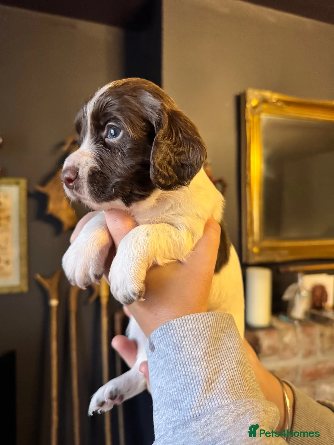 Cocker Spaniel dogs for sale: Stunning , heath tested ,kc reg FTCH cocker pups - Advert 2