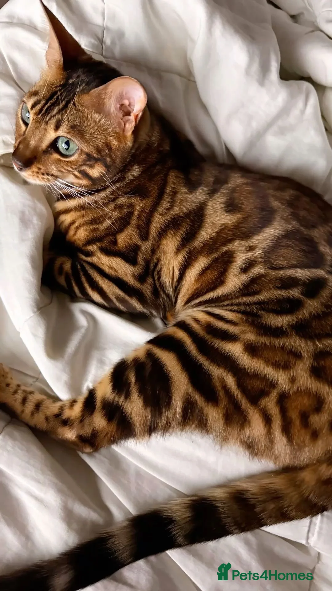 Bengal cats for sale: BENGAL KITTENS (due in 10 days) - Advert 2