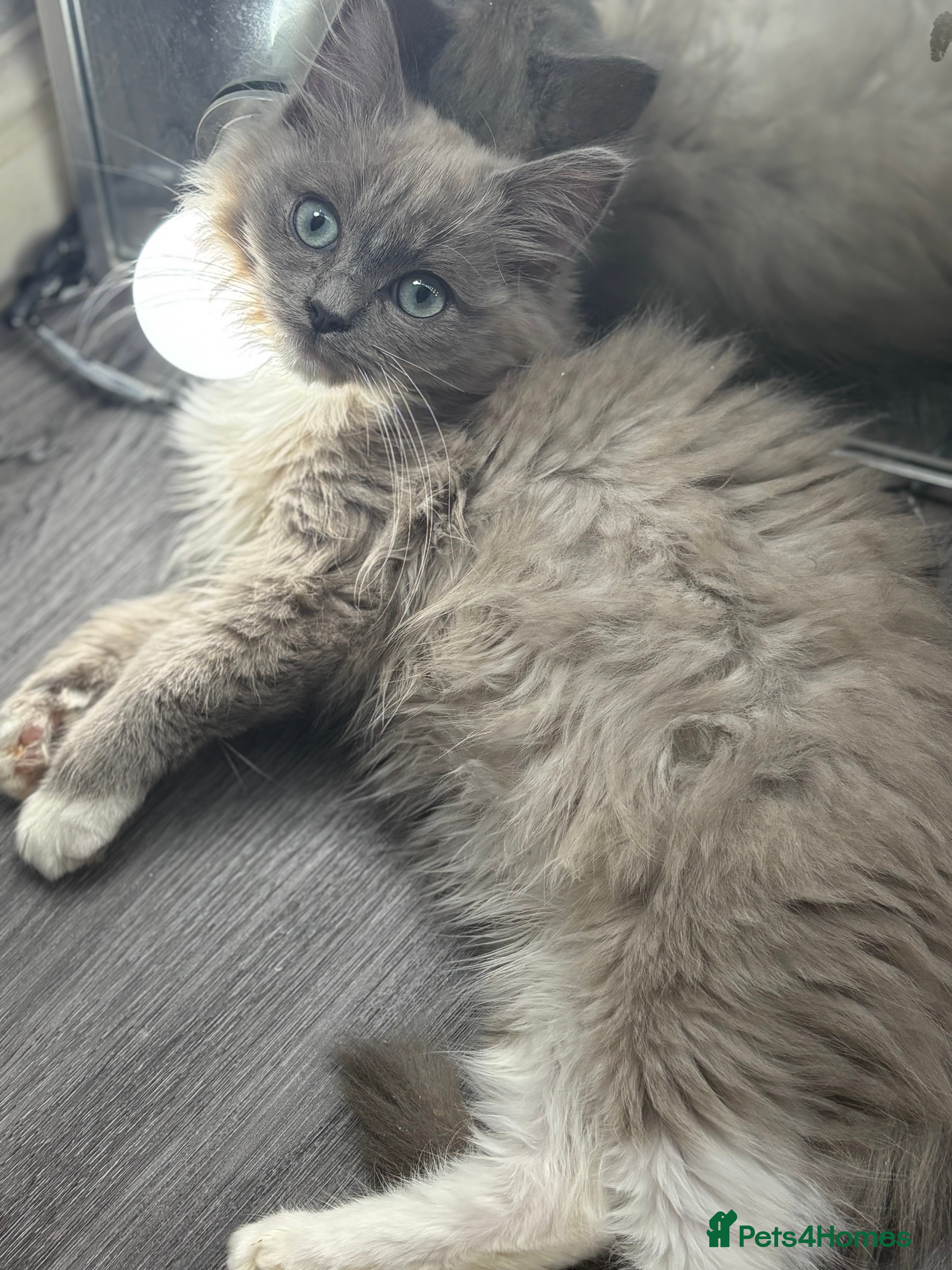 Ragdoll cats Blue sepia TICA ragdoll male  - Advert 14