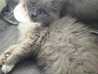 Ragdoll cats Blue sepia TICA ragdoll male - Advert 14