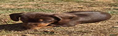 Dachshund 2
