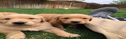 Golden Retriever dogs for sale: Six Golden Retriever puppies ready to fall inlove in Manchester - Advert 6