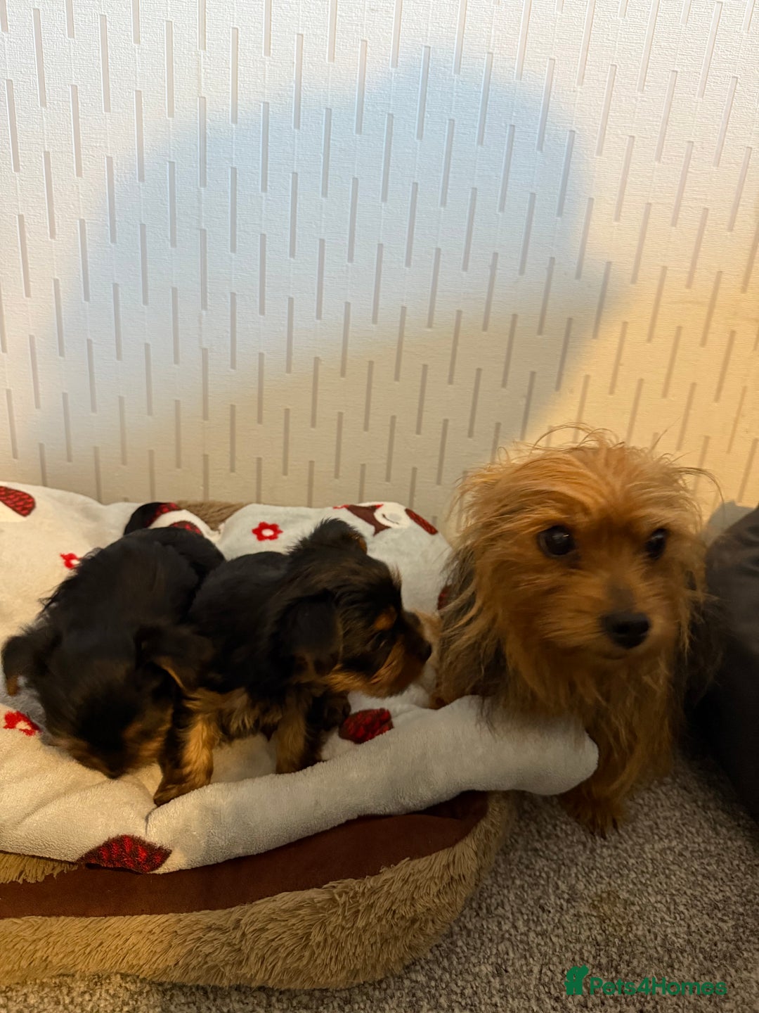 Yorkshire Terrier dogs for sale: Yorkshire Terrier puppies  - Image 16