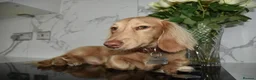 Miniature Dachshund dogs for stud: KC Registered Cream Long Haired Dachshund Stud - Advert 5