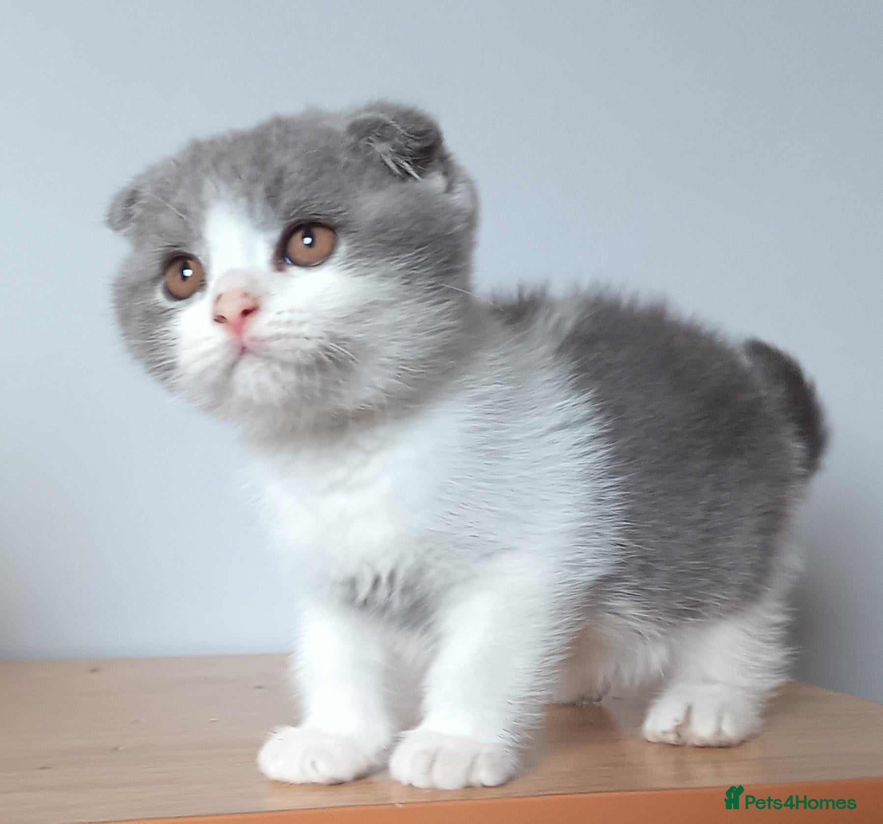 Scottish Fold cats Beautiful kittens - Advert 1