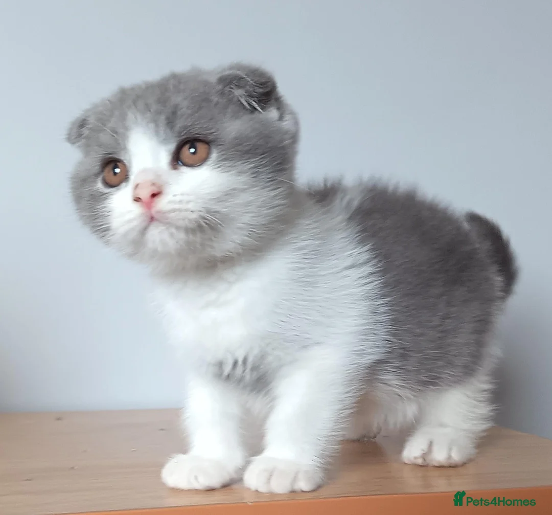 Scottish Fold cats for sale: Beautiful kittens - Advert 1