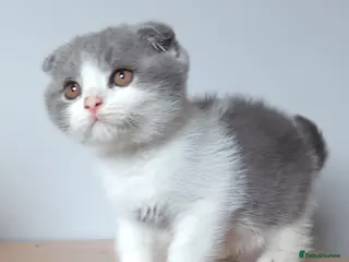 Scottish Fold cats Beautiful kittens - Advert 1