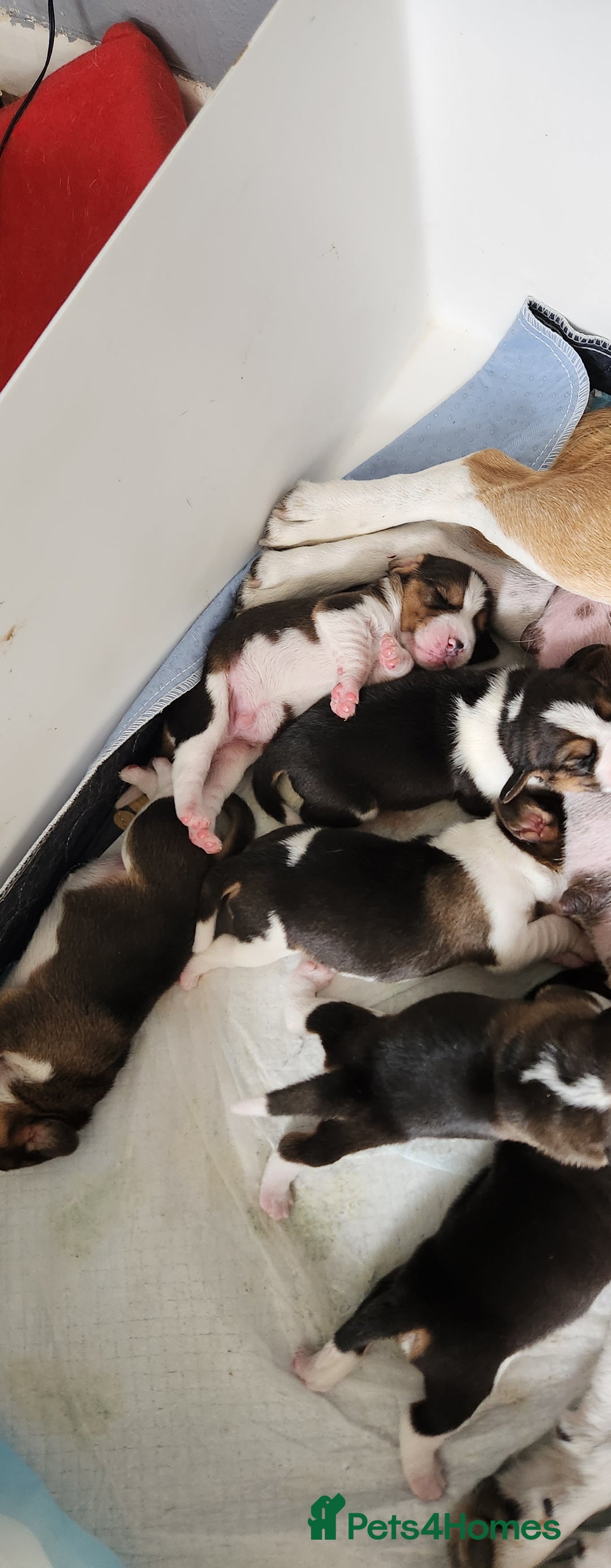 Beagle dogs for sale: Sweet litter of tri-colored beagle - Image 9