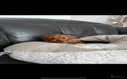 Cavapoo dogs for sale: Stunning F1 cavapoos  - Image 5