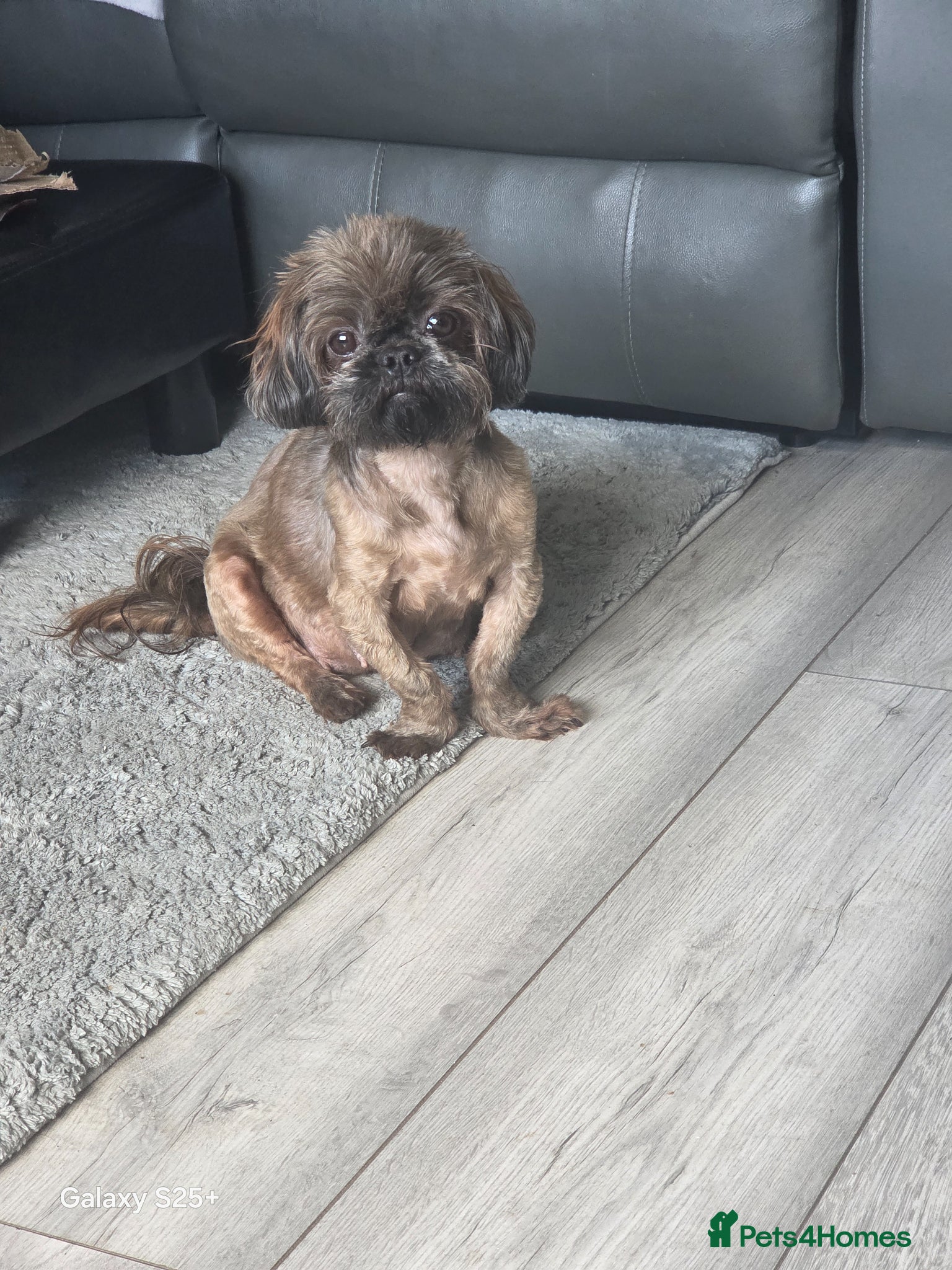 Shihpoo dogs READY NOW Due to being let down last girl  - Advert 1