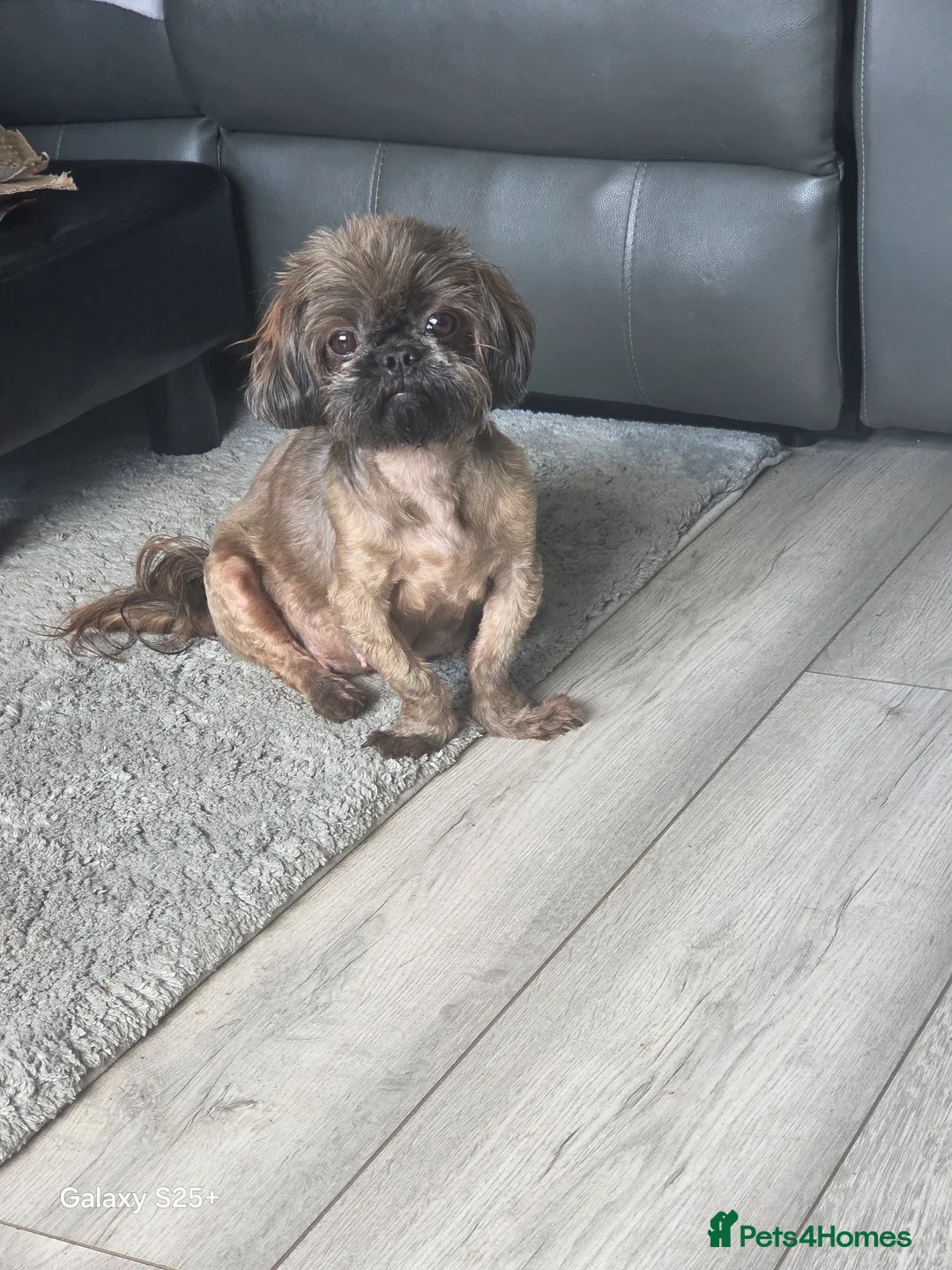 Shihpoo dogs for sale: READY NOW Due to being let down last girl  - Advert 1