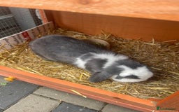 Mini Lop rabbits for sale: Bunny’s for sale  - Image 4