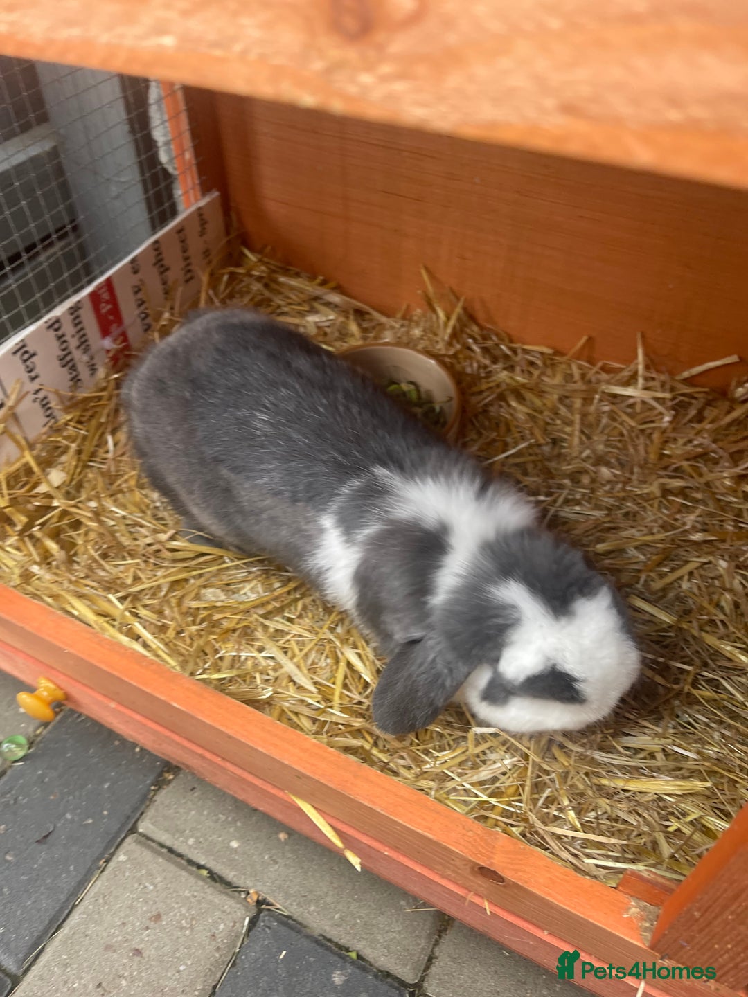 Mini Lop rabbits for sale: Bunny’s for sale  - Image 4