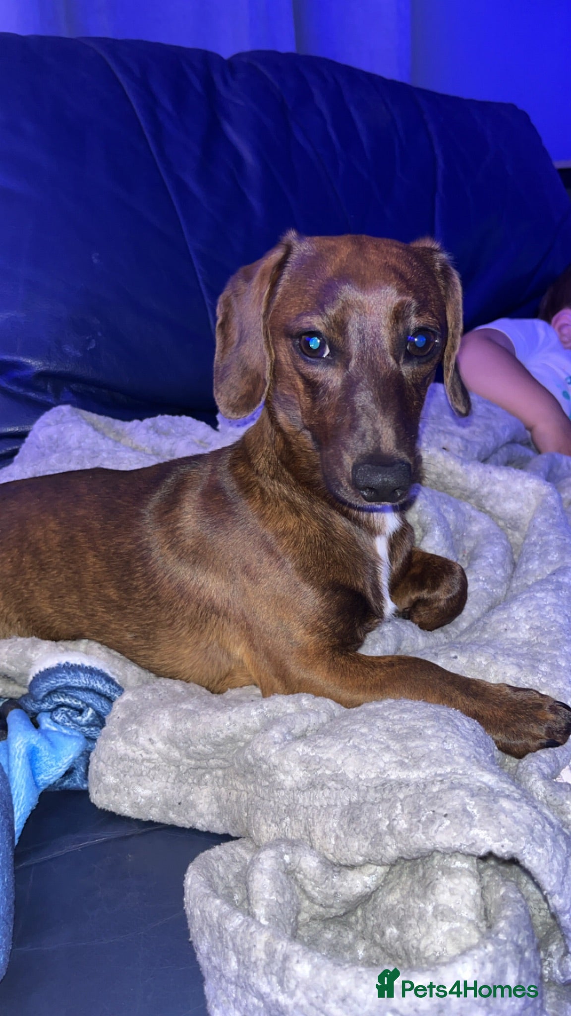Miniature Dachshund dogs 11 month old, miniature, brindle dachshund  - Advert 5