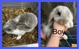French Lop rabbits for sale: Beautiful French Lop Rabbits ready 13/08/2025 - Image 2
