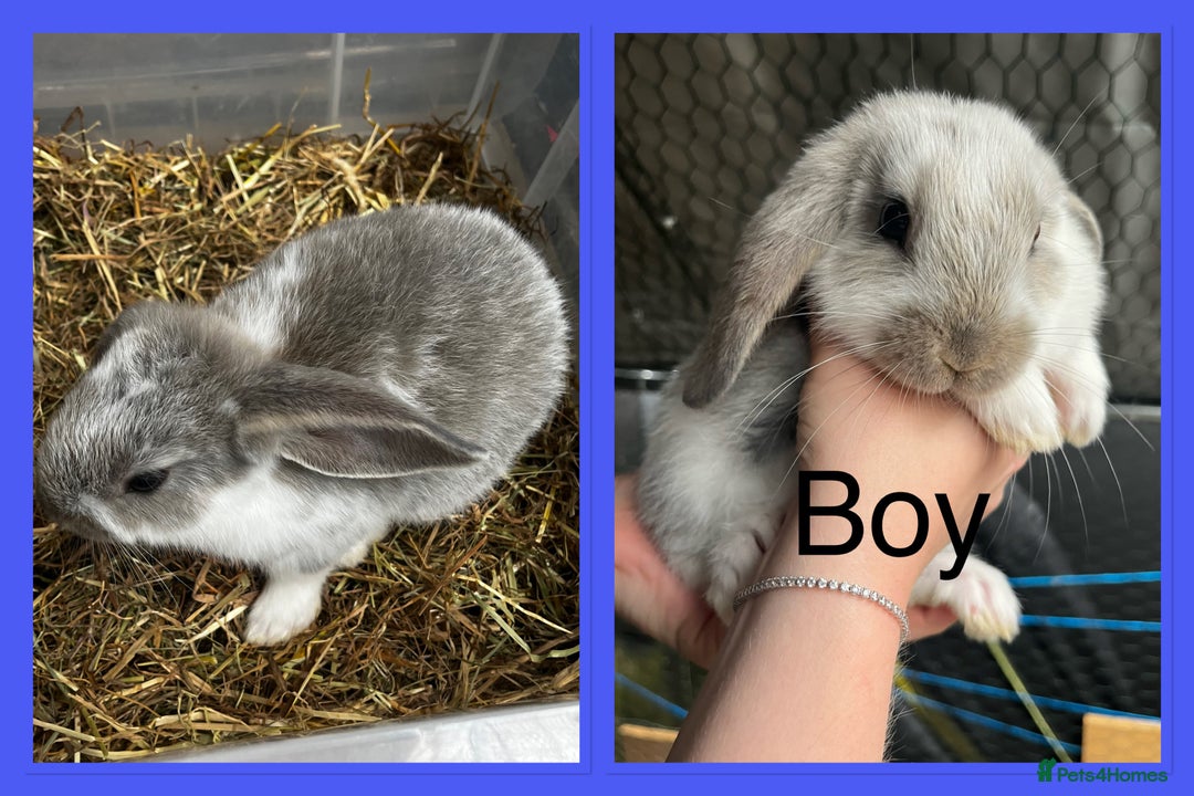 French Lop rabbits for sale: Beautiful French Lop Rabbits ready 13/08/2025 - Image 2