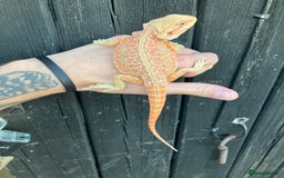 Bearded Dragon reptiles for sale: Various Bearded Dragon Morphs in Downham Market - Image 22