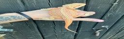Bearded Dragon reptiles for sale: Various Bearded Dragon Morphs in Downham Market - Advert 21