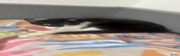 Domestic Shorthair cats for sale: Young cats - Advert 1
