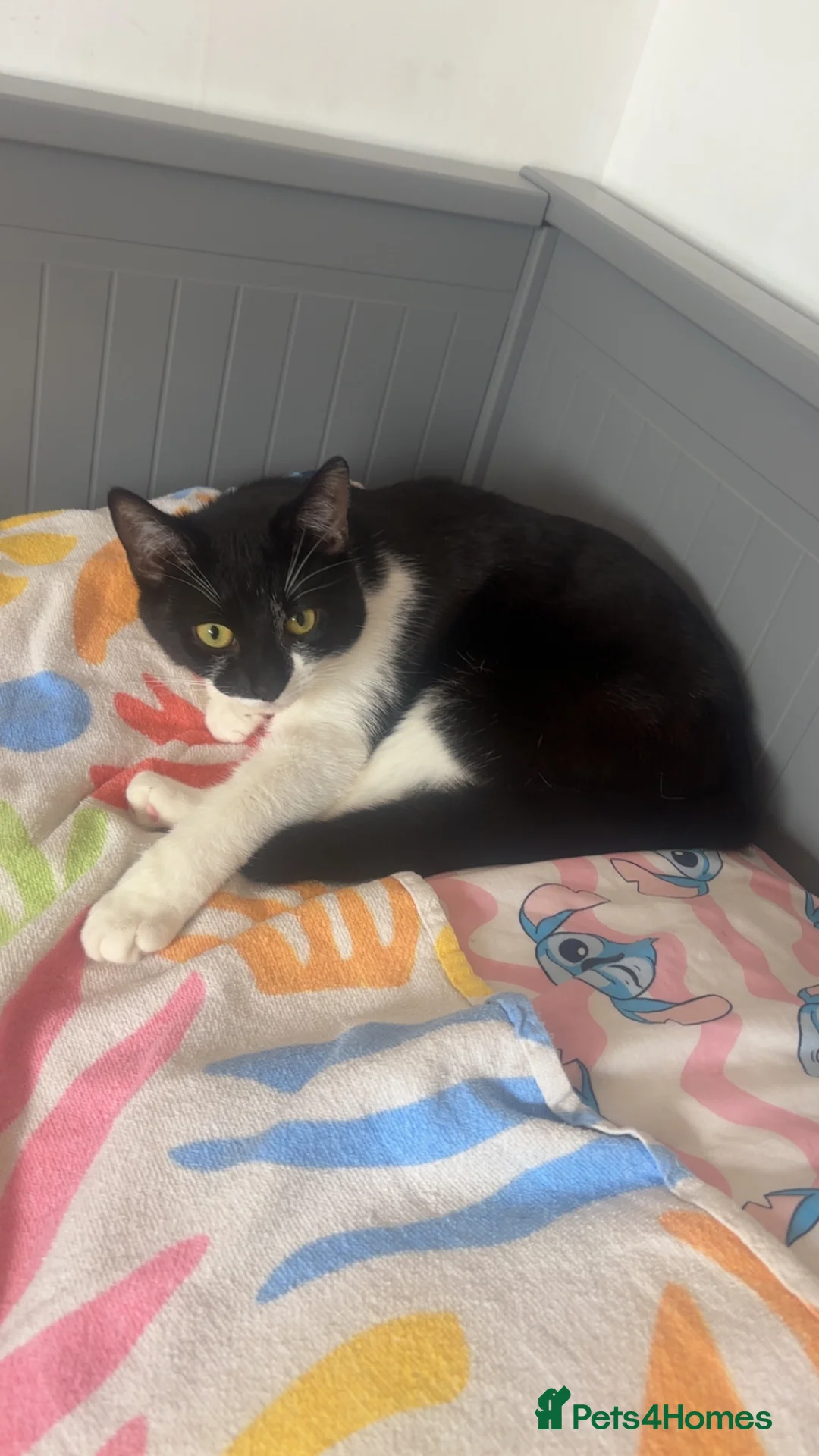 Domestic Shorthair cats for sale: Young cats - Advert 1