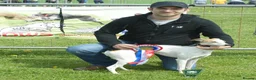 Whippet dogs for stud: Stunning KC registered boy for stud - Advert 7