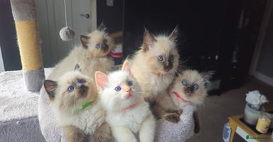 Ragdoll cats - Advert 1