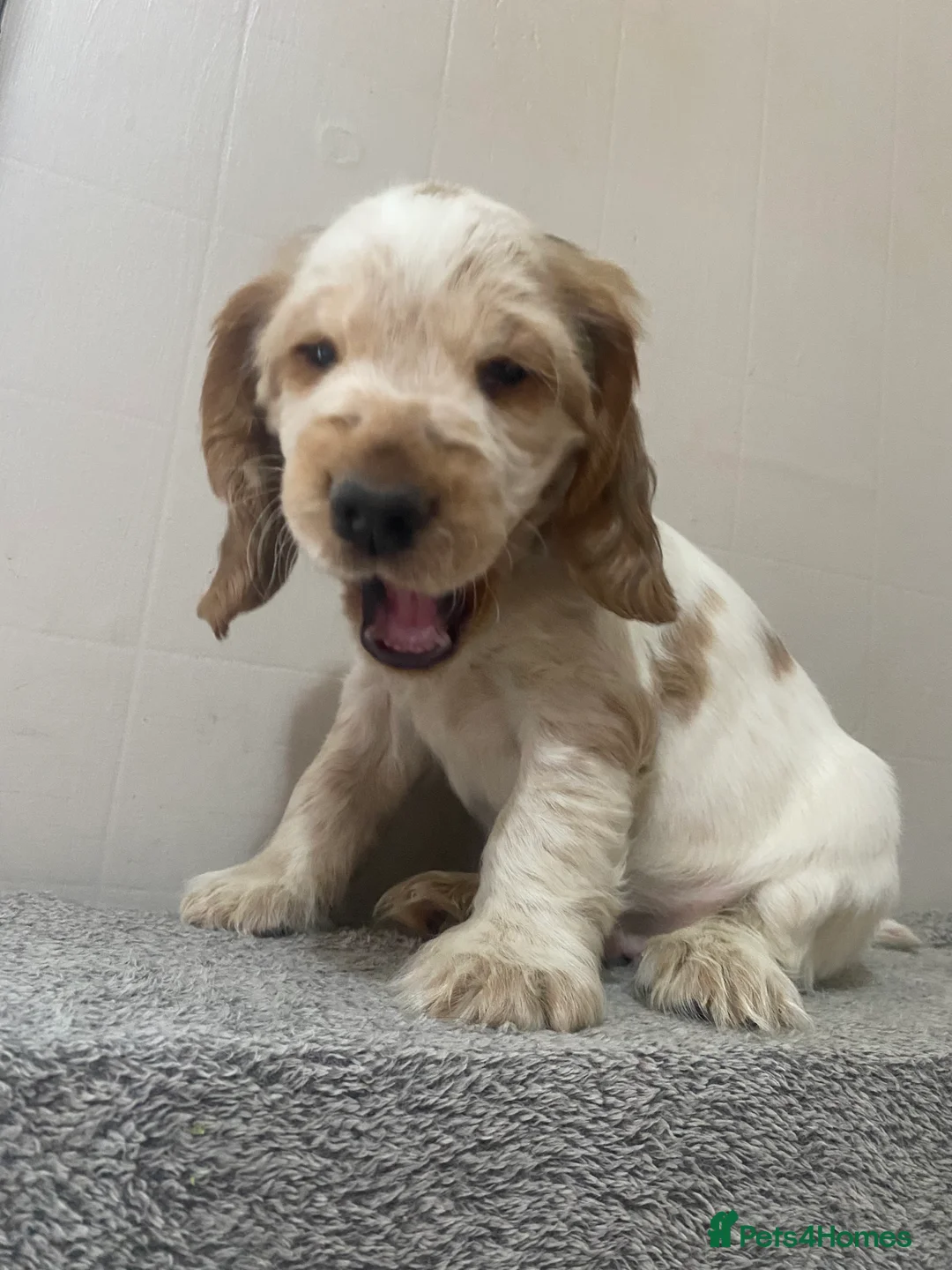 Cocker Spaniel dogs for sale: ‘Show Type’ Cocker Spaniel Puppies. KC Registered. - Advert 26