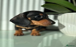Miniature Dachshund dogs for sale: Three little miniature dachshund boys  - Advert 8