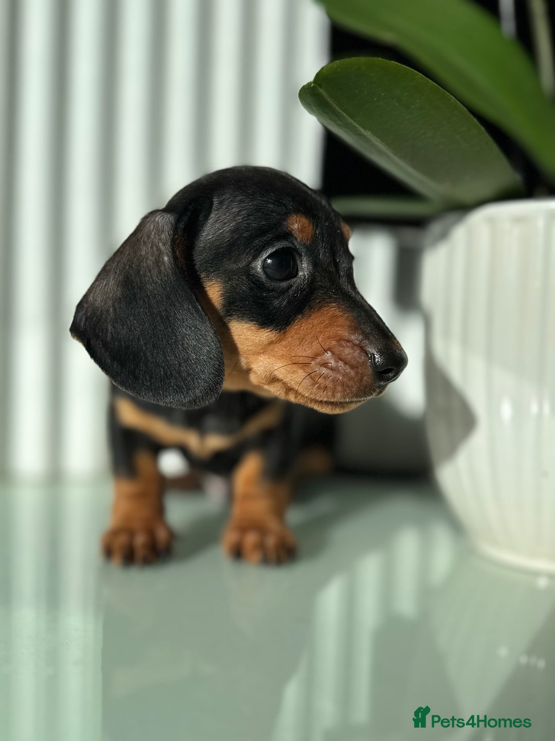Miniature Dachshund dogs for sale: Three little miniature dachshund boys  - Advert 8