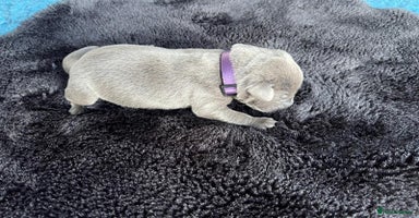 Labrador Retriever dogs - Advert 6