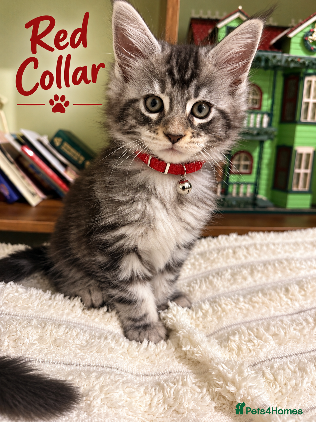 Maine Coon cats GCCF TICA 5 Gen Pedigree Champion Line Maine Coons - Advert 2