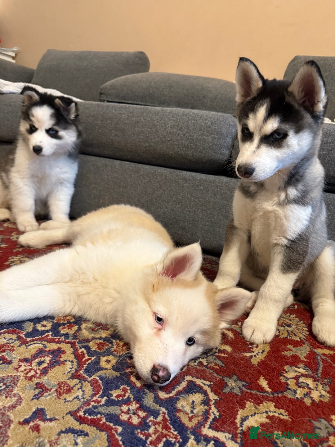 Siberian Husky dogs for sale: Siberian husky  - Image 4