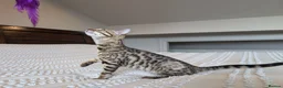 Bengal cats for sale: 🤎🖤 Gorgeous Bengal Girl 🖤🤎 - Advert 3